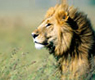 Asiatic Lion Gir