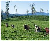 Nuwara Eliya Tea Gardens